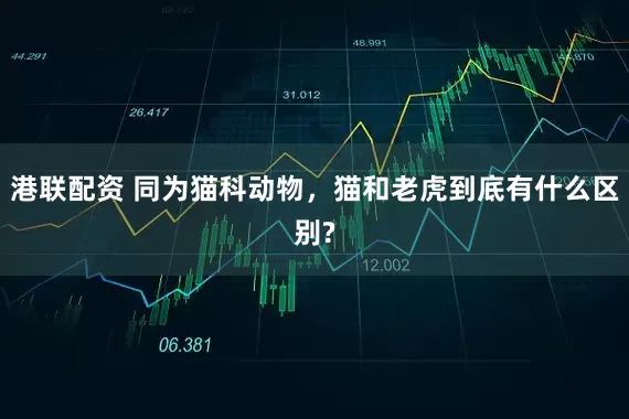 港联配资 同为猫科动物，猫和老虎到底有什么区别?